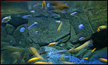 Fish - 800 x 480 wallpaper for the Eee PC
