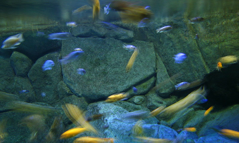 fish tank wallpaper. makeup 3d fish tank wallpaper.