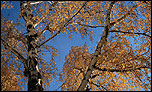 Looking up into autumn trees - 800 x 480 wallpaper for the Eee PC