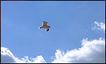 Gukll soaring through a blue sky - 800 x 480 wallpaper for the Eee PC