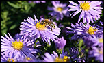 Purple daisies with a bee - 800 x 480 wallpaper for the Eee PC