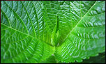 Leafy green hope - 800 x 480 wallpaper for the Eee PC