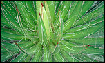 Heart of the cactus - 800 x 480 wallpaper for the Eee PC