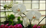 White orchids - 800 x 480 wallpaper for the Eee PC