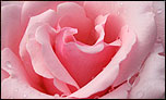 Pink rose - 800 x 480 wallpaper for the Eee PC