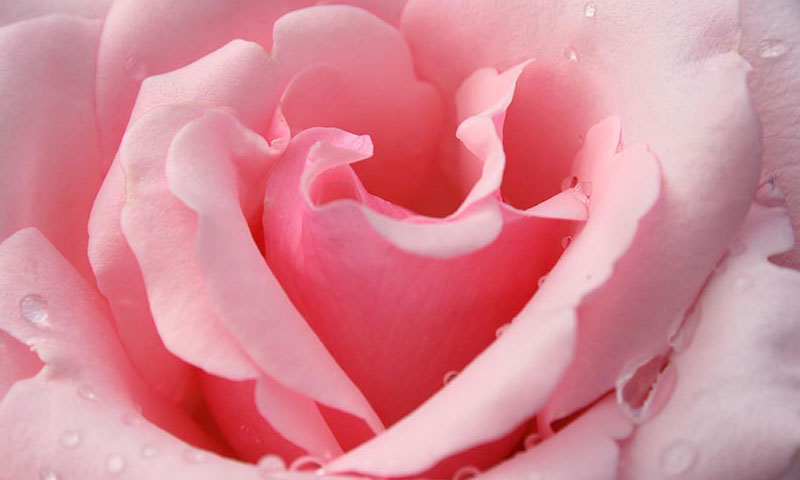 wallpaper rose pink. Eee PC Wallpapers