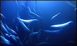 Underwater - 800 x 480 wallpaper for the Eee PC